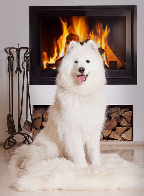 Happy Dog Sitting In Front Of A Clean Fireplace Insert