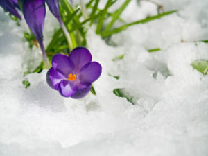 Purple Flower coming out of snow