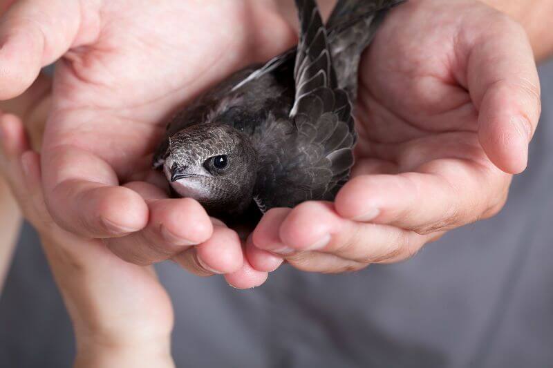 What Are Chimney Swifts?