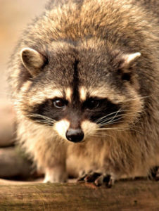 close up of raccoon on log