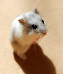close up of gray and white mouse
